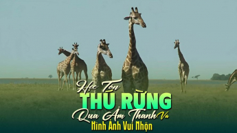 Học Tên Thú Rừng Qua Âm Thanh Và Hình Ảnh Vui Nhộn