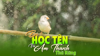 Bé Học Tên Và Âm Thanh Thú Rừng