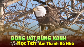 Động Vật Rừng Xanh – Bé Học Tên Và Âm Thanh Dễ Nhớ